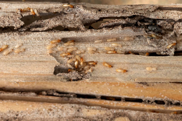 Trusted Mannington, WV Pest Control Experts