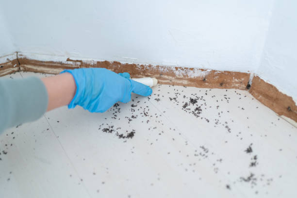 Best Flea Control Services  in Mannington, WV